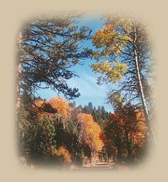 autumn at gathering light ... a retreat - tree houses, treehouses, the cottage, cabins on the river in the forest located in southern oregon near crater lake national park and klamath basin birding trails.