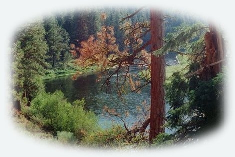 rv camping, vacation rentals, tree houses, treehouses, the cottage, cabins on the river in the forest at 
gathering light ... a retreat located in southern oregon near crater lake national park and klamath basin birding trails.