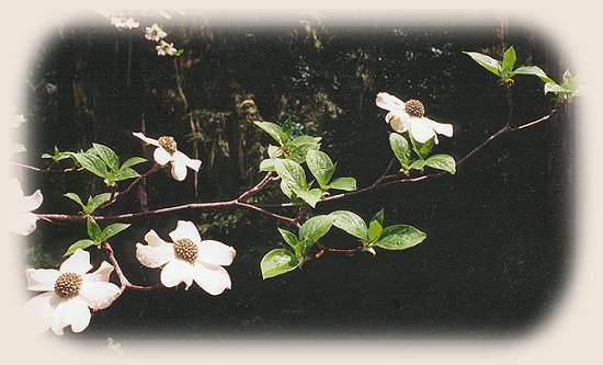 wild dogwood photographed in the cascade mountains of oregon.