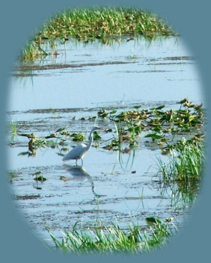 
Wood River Wetlands birding trail, one of the many klamath basin birding trails not far from Gathering Light ... a retreat located in southern Oregon near Crater Lake National Park; stay at the retreat and travel oregon and northern california and see mcarthur burney waterfalls, mcarthur burney hiking trails, mcarthur burney state park, mt shasta, hike from bunny flats on mt shasta, castle lake, shasta city, california, dunsmuuir, california, mccloud, california, mccloud river, sacramento river, upper mccloud river waterfalls, middle mccloud river waterfalls, lower mccloud river waterfalls, hiking trails along the mccloud river, along the sacramento river, on mt shasta, hiking trails to hedge creek waterfalls in dunsmuir, california, hiking trails along the sacramento river to mossbrae waterfalls in dunsmuir, california, castle crags state park, hiking trails in castle crags wilderness area, camping in castle crags state park, camping on the mccloud river at fowler creek campground, hiking trails to mountain lakes, hiking trails around castle lake