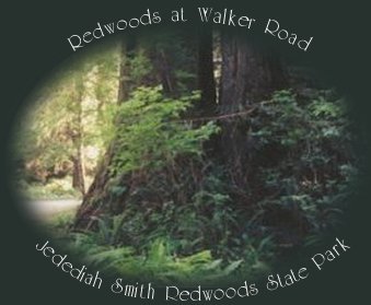 walker road at jedediah smith redwoods sate park in the coastal redwoods of california.