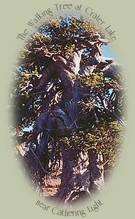 The walking tree at crater lake near Gathering Light ... a retreat located in southern Oregon: cabins, treehouses in the forest on the river.