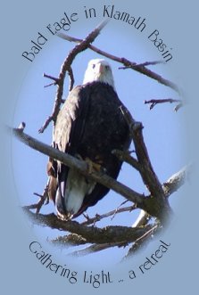 Largest number of bald eagles in the contiguous united states: Bald Eagle in Klamath Basin near Crater Lake National park and gathering light ... a retreat: cabins, tree houses on the river in the forest.