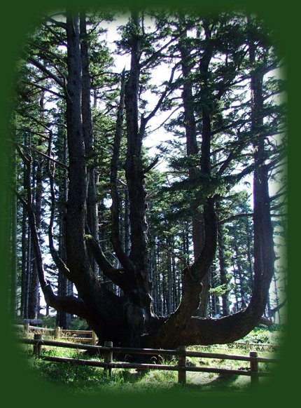 the octopus tree, a sitka spruce, at cape meares on the oregon coast.