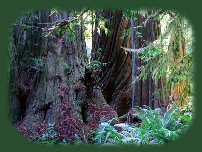 the california coastal redwoods in jedediah smith redwoods state park just east of crescent city on the california coast.