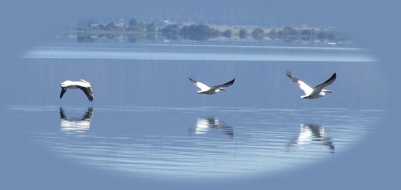 klamath basin birding trails: pelicans flying in klamath lake at eagle ridge in klamath basin in the fremont winema national forest, located in the valley east of klamath falls between doak mountain and the cascade mountains of oregon. not far from crater lake national park located at the northern boundary of klamath basin, number one for birding in the west.