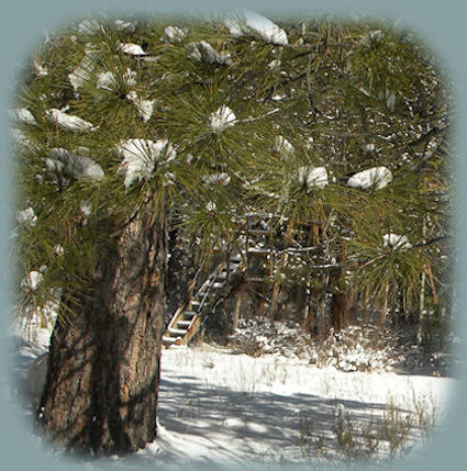 the elfin treehouse: Cabins; tree houses in the forest on the river at gathering light ... a retreat located in south central oregon near crater lake national park.