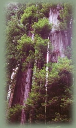 walker road at jedediah smith redwoods state park in california.