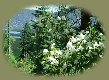 stay in the cabins and tree houses at gathering light ... a retreat located in southern oregon near crater lake national park and travel oregon and northern california and see mcarthur burney waterfalls, mcarthur burney hiking trails, mcarthur burney state park, mt shasta, hike from bunny flats on mt shasta, castle lake, shasta city, california, dunsmuir, california, mccloud, california, mccloud river, sacramento river, upper mccloud river waterfalls, middle mccloud river waterfalls, lower mccloud river waterfalls, hiking trails along the mccloud river, along the sacramento river, on mt shasta, hiking trails to hedge creek waterfalls in dunsmuir, california, hiking trails along the sacramento river to mossbrae waterfalls in dunsmuir, california, castle crags state park, hiking trails in castle crags wilderness area, camping in castle crags state park, camping on the mccloud river at fowler creek campground, hiking trails to mountain lakes, hiking trails around castle lake, volcanoes, geology, oregon geology, california geology, shasta trinity national forest, rogue national forest, national forests, wilderness areas, russian wilderness areas, castle crags wilderness areas, lava flows, lava beds national monument, national wildlife refuges, wetlands.