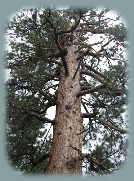 
the biggest ponderosa pine in oregon at lapine state park in central oregon in bend: campgrounds, day use areas, hiking trails, the deschutes river.