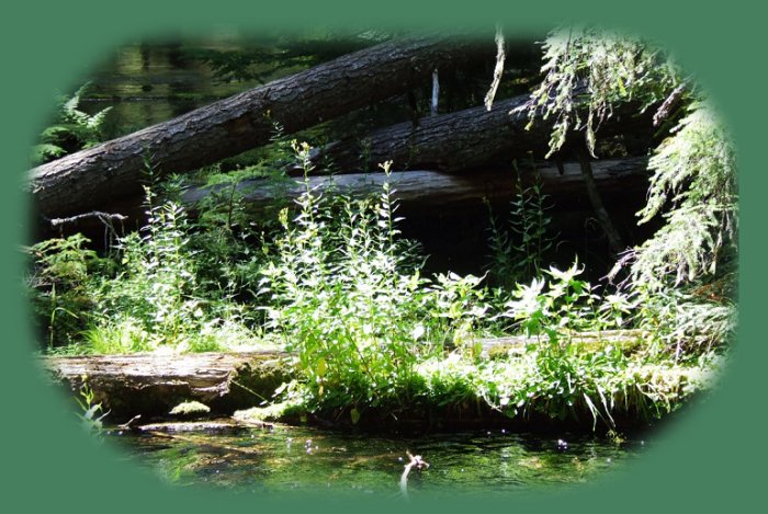 clearwater river at clearwater falls; enjoy camping in the umpqua national forest and hiking trails to waterfalls in the wild and scenic umpqua river watershedt: brice creek waterfalls, moon waterfalls, pinard waterfalls, spirit falls; hiking trails off the Rogue Umpqua Scenic byway on the wild and scenic umpqua river in the umpqua national forest: toketee waterfalls, watson falls hiking trails, fall creek falls, susan creek day use area, susan creek hiking trails, susan creek campgrounds off the rogue umpqua scenic byway, toketee campgrounds off the rogue umpqua scenic byway, lemolo campgrounds off the rogue umpqua scenic byway, diamond lake campgrounds, boulder creek campgrounds, canyon creek campgrounds, umpqua national forest campgrounds, clearwater falls campgroud, island campgrounds, lake in the woods campgrounds, bogus creek campgrounds, apple creek campground, steamboat falls campground, williams creek and eagle rock campgrounds, horseshoe bend and canton creek campgrounds, devil's campground on cow creek, cedar creek campground on brice creek, rujada campground on layng creek, whitehorse falls and clearwater falls campgrounds, susan creek waterfalls, north umpqua river, medicine creek native pictorgraphs, indian pictographs, south umpqua river, umpqua river hiking trails accessed off the rogue umpqua scenic byway, forest service campgrounds, blm campgrounds, cavitt creek recreation area, deadline falls, steelhead in the umpqua river, angling, hiking trails to lemolo waterfalls, clearwater waterfalls, whitehorse waterfalls, clearwater river, toketee lake, umpqua hot springs, steamboat creek waterfalls, warm springs waterfalls, lemolo lake; hiking trails on the little river in the umpqua river watershed in the umpqua national forest: wolf creek waterfalls, grotto falls, hemlock waterfalls, hemlock lake, cavitt creek waterfalls, recreation area, shadow waterfalls, yakso waterfalls; hiking trails on the south umpqua river watershed: south umpqua waterfalls, campbell waterfalls, hiking trails in the boulder creek wilderness area, hiking trails in the mt thielsen rogue umpqua divide wilderness area, old growth forests, cathedral waterfalls off the south umpqua river; hiking trails in the row river watershed: moon, spirit and pinard waterfalls.