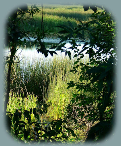 walking at wood river wetlands, one of the many klamath basin birding trails near crater lake national park and gathering light ... a retreat in southern oregon: cabins in the forest on the river near crater lake national park.