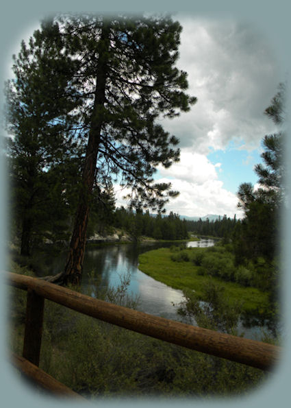 
the biggest ponderosa pine in oregon at lapine state park in central oregon in bend: campgrounds, day use areas, hiking trails, the deschutes river.