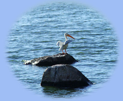 stay in the cabins in the forest at Gathering Light retreat in southern oregon near crater lake national park; see pelicans perched in flight, experience volcanoes, geology, hiking trails, birding trails, oregon geology, fremont winema national forest, national wildlife refuges and wetlands in klamath basin in the pacific flyway of oregon: eagle ridge birding trail, a klamath county park on shoalwater bay in klamath lake, nestled in the cascade mountains on the western slopes of doak mountain.