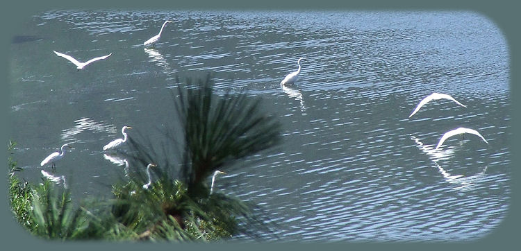 egrets in the wetlands in klamath lake at eagle ridge in klamath basin, located in the valley east of klamath falls, oregon, between doak mountain and the cascade mountains of oregon. not far from crater lake national park northern boundary to klamath basin, number one for birding in the west.