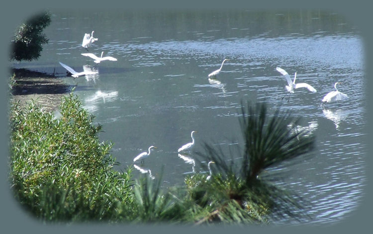 egrets in the wetlands in klamath lake at eagle ridge, one of the many birding trails in klamath basin, located in the valley east of klamath falls, oregon, between doak mountain and the cascade mountains of oregon. not far from crater lake national park, which forms the northern boundary to klamath basin, number one for birding in the west.