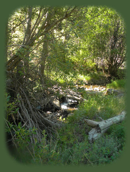 
barrel springs surprise valley back country byway in northeastern california and western nevada, shadowed by the glory of the south warners, mountains, and the south warner wilderness in the modoc national forest of california
.