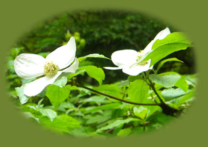 hiking trails in umpqua national forest; enjoy camping in the umpqua national forest and hiking trails to waterfalls in the wild and scenic umpqua river watershedt: brice creek waterfalls, moon waterfalls, pinard waterfalls, spirit falls; hiking trails off the Rogue Umpqua Scenic byway on the wild and scenic umpqua river in the umpqua national forest: toketee waterfalls, watson falls hiking trails, fall creek falls, susan creek day use area, susan creek hiking trails, susan creek campgrounds off the rogue umpqua scenic byway, toketee campgrounds off the rogue umpqua scenic byway, lemolo campgrounds off the rogue umpqua scenic byway, diamond lake campgrounds, boulder creek campgrounds, canyon creek campgrounds, umpqua national forest campgrounds, clearwater falls campgroud, island campgrounds, lake in the woods campgrounds, bogus creek campgrounds, apple creek campground, steamboat falls campground, williams creek and eagle rock campgrounds, horseshoe bend and canton creek campgrounds, devil's campground on cow creek, cedar creek campground on brice creek, rujada campground on layng creek, whitehorse falls and clearwater falls campgrounds, susan creek waterfalls, north umpqua river, south umpqua river, umpqua river hiking trails accessed off the rogue umpqua scenic byway, forest service campgrounds, blm campgrounds, cavitt creek recreation area, deadline falls, steelhead in the umpqua river, angling, hiking trails to lemolo waterfalls, clearwater waterfalls, whitehorse waterfalls, clearwater river, toketee lake, umpqua hot springs, steamboat creek waterfalls, warm springs waterfalls, lemolo lake; hiking trails on the little river in the umpqua river watershed in the umpqua national forest: wolf creek waterfalls, grotto falls, hemlock waterfalls, hemlock lake, cavitt creek waterfalls, recreation area, shadow waterfalls, yakso waterfalls; hiking trails on the south umpqua river watershed: south umpqua waterfalls, campbell waterfalls, hiking trails in theboulder creek wilderness area, hiking trails in the mt thielsen rogue umpqua divide wilderness area, cathedral waterfalls off the south umpqua river; hiking trails in the row river watershed: moon, spirit and pinard waterfalls.