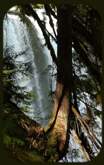 waterfall in the overflow from cougar reservoir at the entrance to terwilliger, cougar, hot springs, mckenzie river in the cascade mountains of oregon. travel oregon on the west cascades national scenic byway. hiking oregon and the waterfalls loop trails on the wild and scenic mckenzie rivers, see koosah waterfalls on the wild and scenic mckenzie rivers, sahalie waterfalls on the wild and scenic mckenzie rivers, find hiking trails in oregon on the wild and scenic mckenzie river: the mckenzie rivers national hiking trails, the waterfall loop hiking trails, see the blue pool, blue hole, hardened lava flows, the wild and scenic clackamas river, the mt hood national forest, hot springs, bagby hot springs, terwilliger hot springs, cougar reservoir, cougar hot springs, the south mckenzie river, roaring river, cougar dam, the wild and scenic north fork of the middle willamette river, travel the mckenzie pass santiam pass oregon scenic byway in the willamette national forest, and find lava flows. the cascade mountains, volcanoes, geology, hiking trails to mountain lakes, hiking trails in the mt jefferson wilderness, the three 3 sisters wilderness, the mt washington wilderness, the big bottom wilderness, the roaring river wilderness, hiking trails to waterfalls on the mckenzie pass santiam pass oregon scenic byway, old growth forests, connect with the over the river and through the woods scenic byway, hwy 20, and find hiking trails in the menagerie wilderness, the middle santiam wilderness, the south santiam river, the cascade mountains, the cascades, hiking trails in the menagerie wilderness of the willamette national forest, hiking trails in the old cascades in oregon, hiking trails located in old growth forests and amidst fields of wildflowers in the willamette national forest of oregon. hiking trails in old growth forests are included in the following: the santiam old wagon road, pyramid hiking trail, rooster rock hiking trail, iron mountain hiking trail, tombstone pass hiking trail, chimney peak hiking trail, gate creek hiking trail, cone peak hiking trail, huckleman old growth hiking trail, house rock hiking trail, hike in the 3 three sisters wilderness on french pete creek. camping at paradise campground with lovely old growth trees, at clear lake campground, at fernview campground, house rock campground, lost prairie campground; trout creek campground.