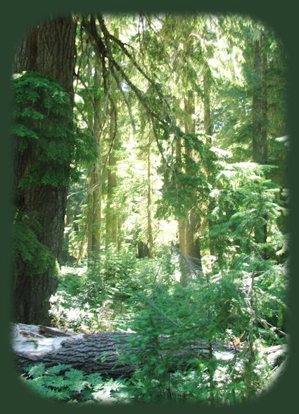 hiking trails in the rogue river siskiyou national forest in oregon: national creek waterfalls accessed off the rogue umpqua scenic byway, oregon hwy 230, not far from crater lake national park or the wild and scenic umpqua river with hiking trails, waterfalls, and the umpqua national forest.