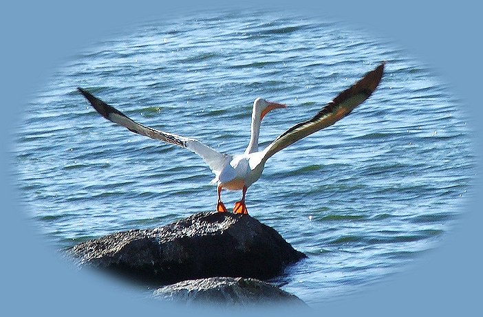 pelicans taking flight at eagle ridge klamath county park. one of the many birding trails in klamath basin, oregon where you can find bald eagles, pelicans, grebes, egrets, canadian geese, snow geese, red tailed hawks and more, all not far from crater lake national park, oregon's only, yet premier, national park.