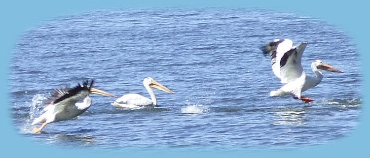 
travel oregon and experience birders' paradise: klamath basin birding trails in the pacific flyway of oregon, specifically eagle ridge klamath county park at shoalway bay where you can find bald eagles, pelicans, grebes, egrets and more, not far from crater lake national park too.