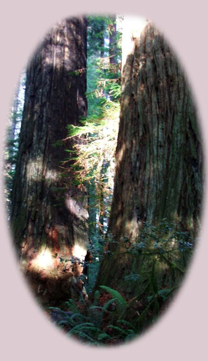 california redwoods state and national parks: redwoods, the tallest trees in the world.