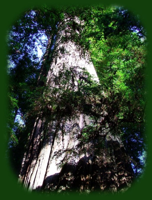 hiking trails in jedediah smith redwoods state park - simpson reed discovery trail.