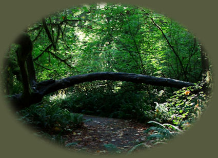 The big tree at prairie creek redwoods state park in the coast redwoods in northern california.