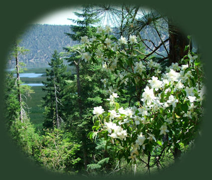 stay in cabins and tree houses at gathering light retreat near crater lake national park in southern oregon  and travel oregon and experience volcanoes, geology, hiking trails, oregon geology, rogue siskiyou national forest, wild and scenic rogue river, wild and scenic umpqua river, rogue gorge at union creek, oregon, national rogue river hiking trail, rogue national forest, national forests, wilderness areas, national wildlife refuges, wetlands, klamath basin, prospect, oregon, mill creek waterfalls on the rogue river, barr creek waterfalls on the rogue river, avenue of giant boulders on the rogue river, hiking trails to mill creek waterfalls, hiking trails along the rogue river, hiking trails to the natural bridge, hiking trails at crater lake national park, crater lake national park, hiking trails on the wild and scenic rogue river, hiking trails to national creek waterfalls, rabbit ears, the cascade mountains, the old cascade mountains, mt thielsen, hiking trails at crater lake.