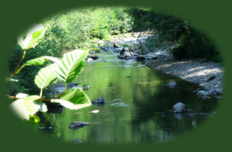 travel oregon, sightseeing, hiking, camping on the south santiam river on the over the river and through the woods scenic byway. travel oregon on the over the river and through the words scenic byway, one of many scenic byways in oregon. travel the cascade mountains of oregon and see three fingered jack, mt washington. travel the willamette national forest on the over the river and through the woods scenic byway and find hiking trails in the middle santiam wilderness, hiking trails in the menagerie wilderness of the willamette national forest, hiking trails in the old cascades in oregon, located in old growth forests and amidst fields of wildflowers in the willamette national forest of oregon. travel oregon and hike in old growth forests and in fields of wildflowers. hiking trails in old growth forests are included in the following: the santiam old wagon road, pyramid hiking trail, rooster rock hiking trail, iron mountain hiking trail, tombstone pass hiking trail, chimney peak hiking trail, gate creek hiking trail, cone peak hiking trail, huckleman old growth hiking trail, house rock hiking trail. hiking trails to waterfalls on the south santiam river, fields of wildflowers in early summer. camping and campgrounds in old growth forests on the south santiam river on the over the river and through the woods scenic byway, one of many scenic byways in oregon, include fernview campground, house rock campground, lost prairie campground; trout creek campground.