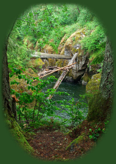 travel oregon, sightseeing, hik<ping in old growth forests, in fields of wildflowers, photographing, sightseeing on the scenic byways of oregon, in our national forests: the willamette national forest. travel the cascade mountains of oregon. travel alongside wild and scenic rivers in oregon.