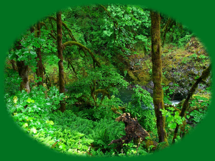 the south santiam river on the over the river and through the woods scenic byway.