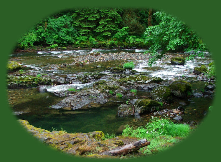 the santiam pass in the cascade mountains of oregon, the south santiam river. travel oregon on the over the river and through the words scenic byway, one of many scenic byways in oregon. travel the cascade mountains of oregon and see three fingered jack, mt washington. travel the willamette national forest on the over the river and through the woods scenic byway and find hiking trails in the middle santiam wilderness, hiking trails in the menagerie wilderness of the willamette national forest, hiking trails in the old cascades in oregon, located in old growth forests and amidst fields of wildflowers in the willamette national forest of oregon. travel oregon and hike in old growth forests and in fields of wildflowers. hiking trails in old growth forests are included in the following: the santiam old wagon road, pyramid hiking trail, rooster rock hiking trail, iron mountain hiking trail, tombstone pass hiking trail, chimney peak hiking trail, gate creek hiking trail, cone peak hiking trail, huckleman old growth hiking trail, house rock hiking trail. hiking trails to waterfalls on the south santiam river, fields of wildflowers in early summer. camping and campgrounds in old growth forests on the south santiam river on the over the river and through the woods scenic byway, one of many scenic byways in oregon, include fernview campground, house rock campground, lost prairie campground; trout creek campground.