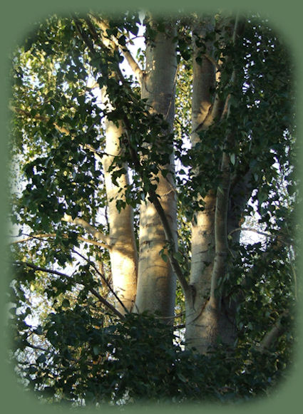 cabins on the river in the forest at gathering light ... a retreat located in klamath basin in southern oregon near crater lake: cabins, tree houses, treehouses and more.