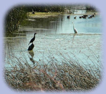 wood river wetlands in southern oregon near gathering light ... a retreat near crater lake: cabins, tree houses in the forest on the river.