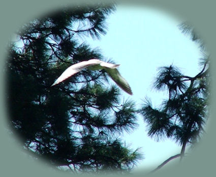 veterans park on lake ewauna in klamath falls one of the many klamath basin birding trails near gathering light ... a retreat located in southern oregon near crater lake national park.