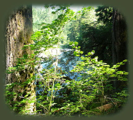 
enjoy camping in the umpqua national forest and hiking trails to waterfalls in the wild and scenic umpqua river watershedt: brice creek waterfalls, moon waterfalls, pinard waterfalls, spirit falls; hiking trails off the Rogue Umpqua Scenic byway on the wild and scenic umpqua river in the umpqua national forest: toketee waterfalls, watson falls hiking trails, fall creek falls, susan creek day use area, susan creek hiking trails, susan creek campgrounds off the rogue umpqua scenic byway, toketee campgrounds off the rogue umpqua scenic byway, lemolo campgrounds off the rogue umpqua scenic byway, diamond lake campgrounds, boulder creek campgrounds, canyon creek campgrounds, umpqua national forest campgrounds, clearwater falls campgroud, island campgrounds, lake in the woods campgrounds, bogus creek campgrounds, devil's campground on cow creek, cedar creek campground on brice creek, rujada campground on layng creek, apple creek campgrounds, whitehorse falls campground, susan creek waterfalls, north umpqua river, south umpqua river, umpqua river hiking trails accessed off the rogue umpqua scenic byway, forest service campgrounds, blm campgrounds, travel oregon through the cascade mountains, cavitt creek recreation area, deadline falls, steelhead in the umpqua river, angling, hiking trails to lemolo waterfalls, clearwater waterfalls, whitehorse waterfalls, clearwater river, toketee lake, umpqua hot springs, steamboat creek waterfalls, warm springs waterfalls, lemolo lake; hiking trails on the little river in the umpqua river watershed in the umpqua national forest: deer creek waterfalls, grotto falls, hemlock waterfalls, hemlock lake, cavitt creek waterfalls, recreation area, shadow waterfalls, yakso waterfalls; hiking trails on the south umpqua river watershed: south umpqua waterfalls, campbell waterfalls, hiking trails in theboulder creek wilderness area, hiking trails in the mt thielsen rogue umpqua divide wilderness area, cathedral waterfalls off the south umpqua river; hiking trails in the row river watershed: moon, spirit and pinard waterfalls