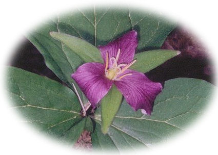 trillium blooming in the cascade mountains of oregon: 
travel oregon in the willamette national forest in the cascade mountains in oregon - the west cascades national scenic byway, one of many scenic byways in oregon, along wild and scenic rivers, through old growth forests, hike the many hiking trails in wilderness areas in beautiful oregon.