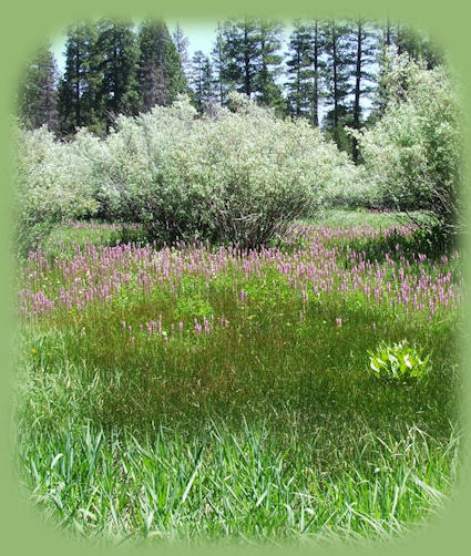 oregon outback scenic byway: see high desert vistas, unusual volcanic features: Fort Rock, a maar, Oregon's only geyser, Old Perpetual at Lakeview, a haven for hang gliders, ancient native petroglyphs on Picture Rock Pass on Oregon Hwy 31.